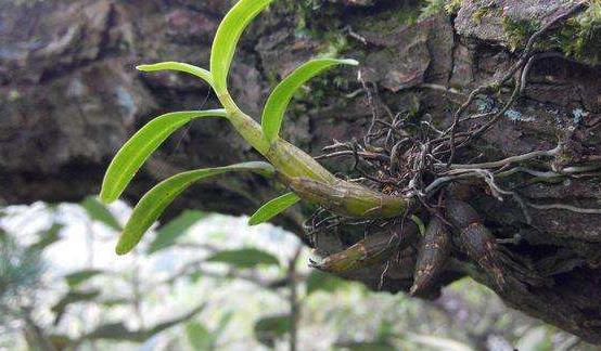 世界上最貴的草，黑節(jié)草每千克3000美元